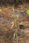 Downy danthonia